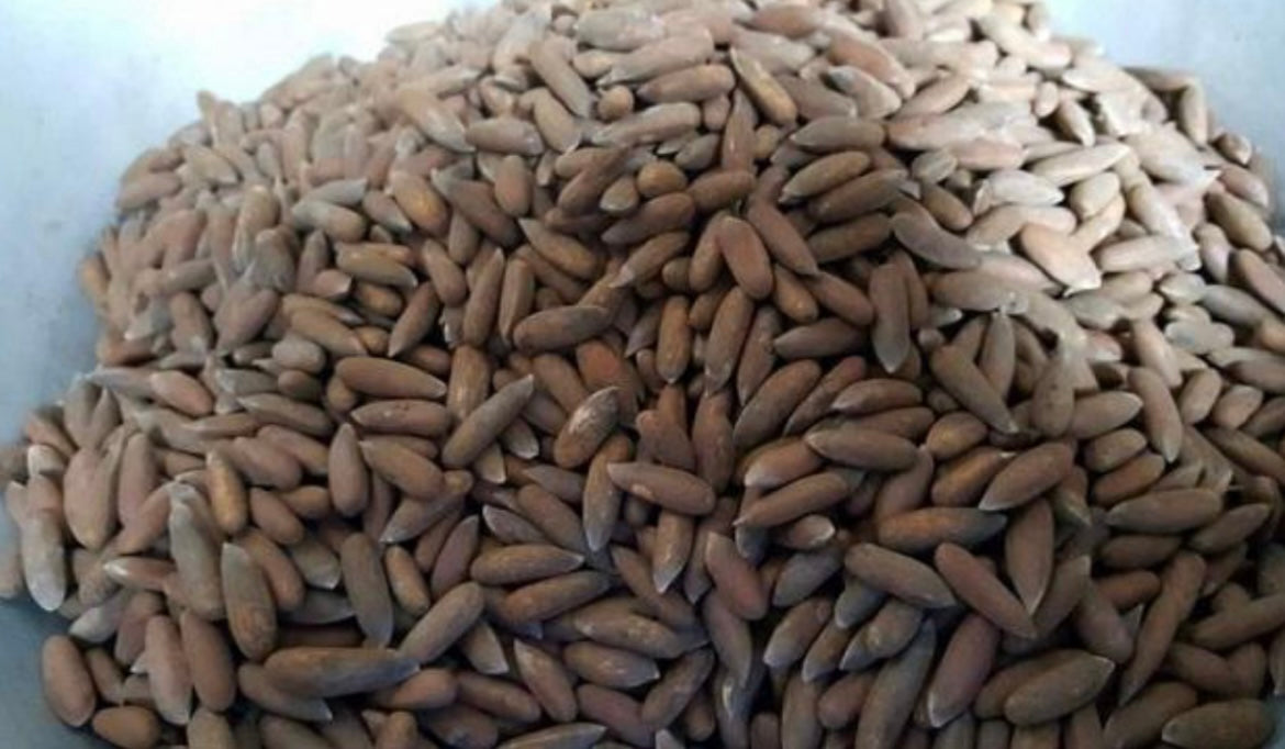 Premium Afghan Pine Nuts – 100% Authentic Chilgoza