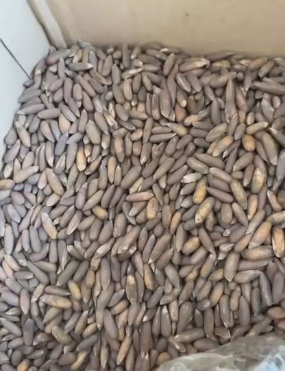 Premium Afghan Pine Nuts – 100% Authentic Chilgoza